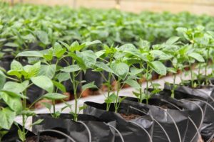 Các sản phẩm vòi tưới nông nghiệp cho nhà nông