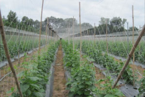 Ứng dụng của lưới giàn leo trong nông nghiệp